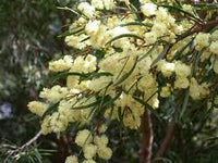 Graines Acacia siculiformis, Mimosa dague