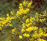 Graines Acacia siculiformis, Mimosa dague