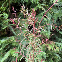 Graines Acacia siculiformis, Mimosa dague