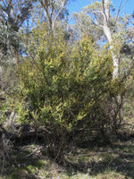 Graines Acacia siculiformis, Mimosa dague