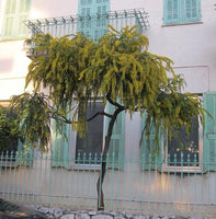 Graines Acacia vestita, Mimosa de Sainte Hélène