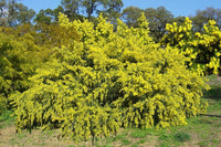 Graines Acacia vestita, Mimosa de Sainte Hélène