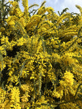 Graines Acacia vestita, Mimosa de Sainte Hélène