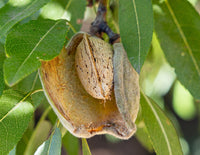 Graines de Prunus Dulcis var. Marcona, Amandier