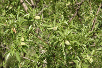 Graines de Prunus Dulcis var. Marcona, Amandier