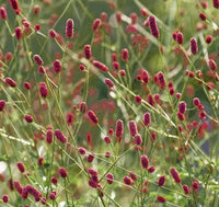 5 Graines de Sanguisorba officinalis, Grande pimprenelle, Sanguisorbe officinale