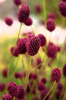 3 Graines de Sanguisorba officinalis, Grande pimprenelle, Sanguisorbe officinale