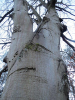 Graines Fagus sylvatica, Hêtre commun