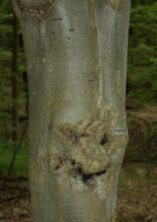 Graines Fagus sylvatica, Hêtre commun