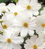 20 Graines de Cosmos Blanc, Cosmos Bipinnatus Dwarf Sensation Blanc