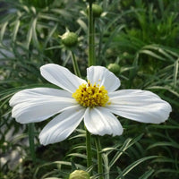 20 Graines de Cosmos Blanc, Cosmos Bipinnatus Dwarf Sensation Blanc