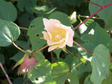 Graines de Cotonnier, Gossypium herbaceum, Cotonnier herbacé