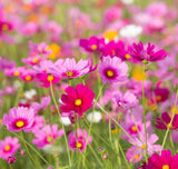 10 Graines de Cosmos Rose, Cosmos Bipinnatus Dwarf Sensation Rose