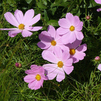 10 Graines de Cosmos Rose, Cosmos Bipinnatus Dwarf Sensation Rose