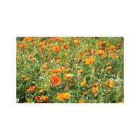 Mélange Graines Fleurs, Camaïeu Orange Prairie, Mix Fleurs