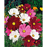 20 Graines de Cosmos Fleurs Mix, Cosmos Bipinnatus