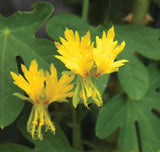 5 Graines de Capucines des Canaries, Tropaeolum peregrinum