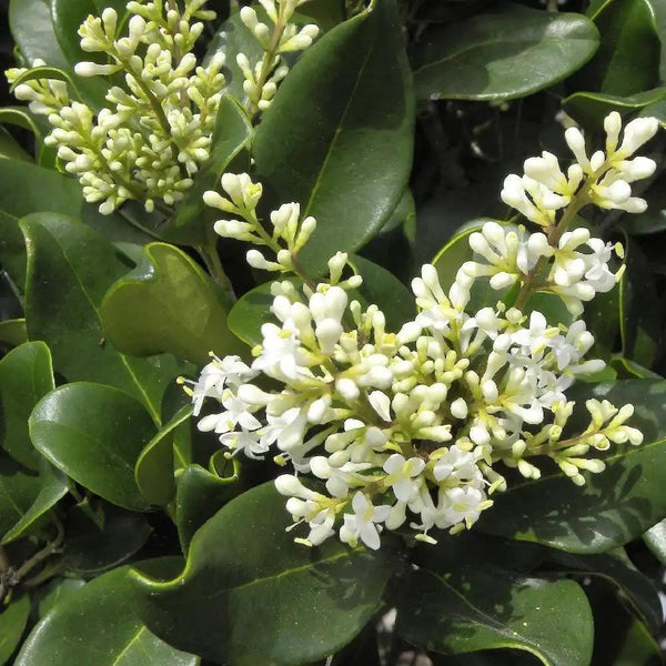 10 Graines de Troène luisant, Troène de Chine, Ligustrum lucidum