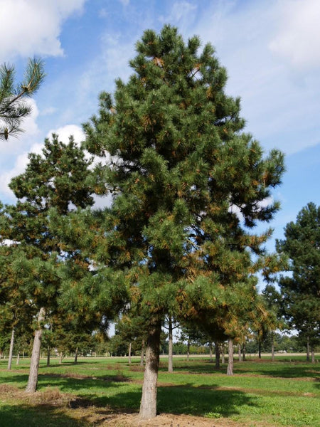 20 Graines de Pin noir d'Autriche, Pinus nigra austriaca