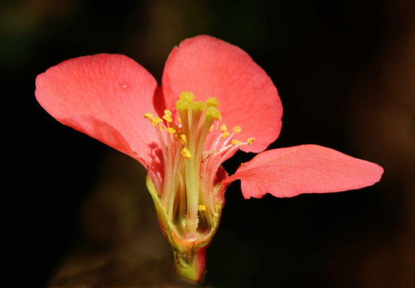 Graines de Cognassier du Japon, Chaenomeles japonica