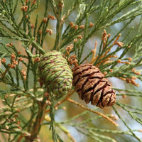 10 Graines Séquoiadendron Giganteum, Séquoia géant