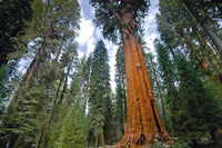 10 Graines Séquoiadendron Giganteum, Séquoia géant