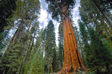 10 Graines Séquoiadendron Giganteum, Séquoia géant