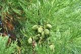 10 Graines Séquoiadendron Giganteum, Séquoia géant