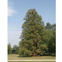 7 Graines Séquoiadendron Giganteum, Séquoia géant