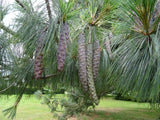 Graines de Pin Pleureur de l'Himalaya, Pinus wallichiana