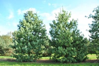 Graines de Pin Pleureur de l'Himalaya, Pinus wallichiana