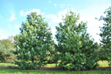 Graines de Pin Pleureur de l'Himalaya, Pinus wallichiana