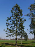 Graines de Pin de Jeffrey, Pinus jeffreyi