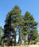 Graines de Pin de Jeffrey, Pinus jeffreyi