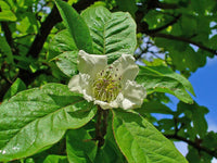 Graines de Mespilus germanica, Néflier Commun, Néflier d'allemagne, Mêlier