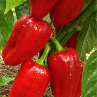 20 Graines de Poivron Doux "Dulce de Espana", Capsicum Annuum