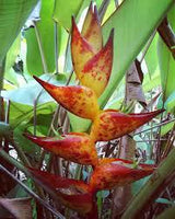 3 Graines de Heliconia Champneana