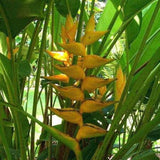 3 Graines de Heliconia Champneana