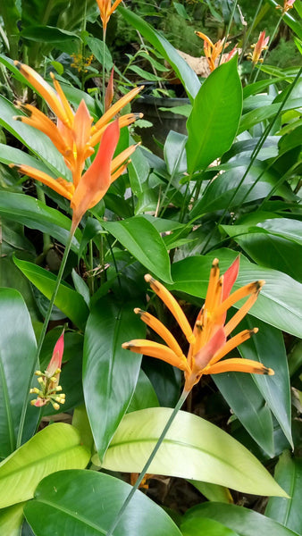 7 Graines de Heliconia Champneana