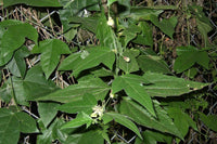 5 Graines de Passiflora Suberosa, Passiflore de Corkystem, Meloncillo