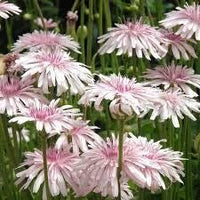 25 Graines de Crepis Rubra Mix, Crépide