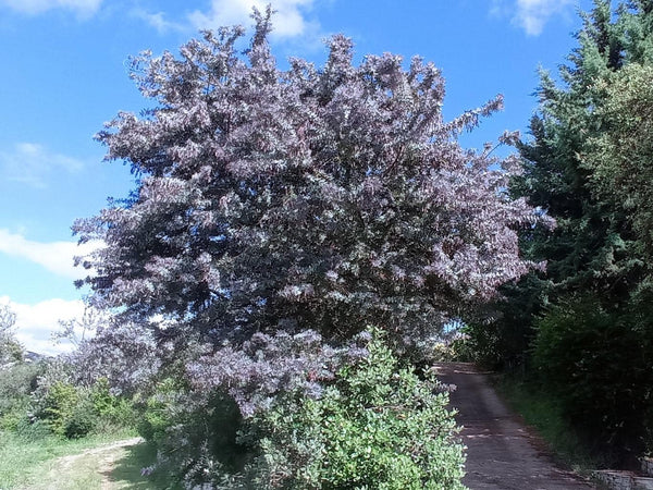 Graines Acacia baileyana purpurea, Mimosa de Bailey pourpre