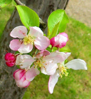 Graines de Pommier commun, Malus pumila