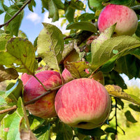 Graines de Pommier commun, Malus pumila