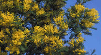 Graines Acacia pravissima, Mimosa à feuilles triangulaires