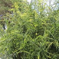 Graines Acacia pravissima, Mimosa à feuilles triangulaires