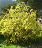 Graines Acacia pravissima, Mimosa à feuilles triangulaires