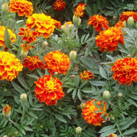 20 Graines d'Œillet d'Inde, Tagetes patula nematicide