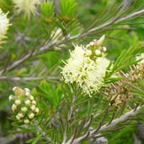 Graines Callistemon pityoides, Rince-bouteille jaune