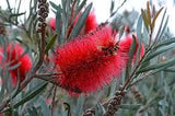 Graines Callistemon phoeniceus, Goupillon écarlate